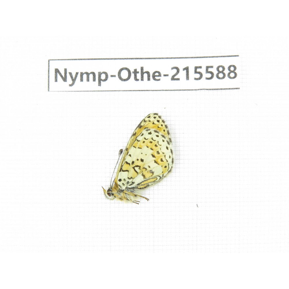 Melitaea yuenty. China, Sichuan, Ganzi area, Litang county. 1M. Nymp-Othe-215588.