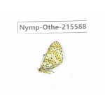 Melitaea yuenty. China, Sichuan, Ganzi area, Litang county. 1M. Nymp-Othe-215588.