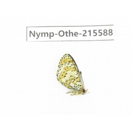 Melitaea yuenty. China, Sichuan, Ganzi area, Litang county. 1M. Nymp-Othe-215588.