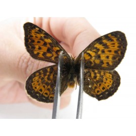Melitaea yuenty. China, Sichuan, Ganzi area, Litang county. 1M. Nymp-Othe-215588.