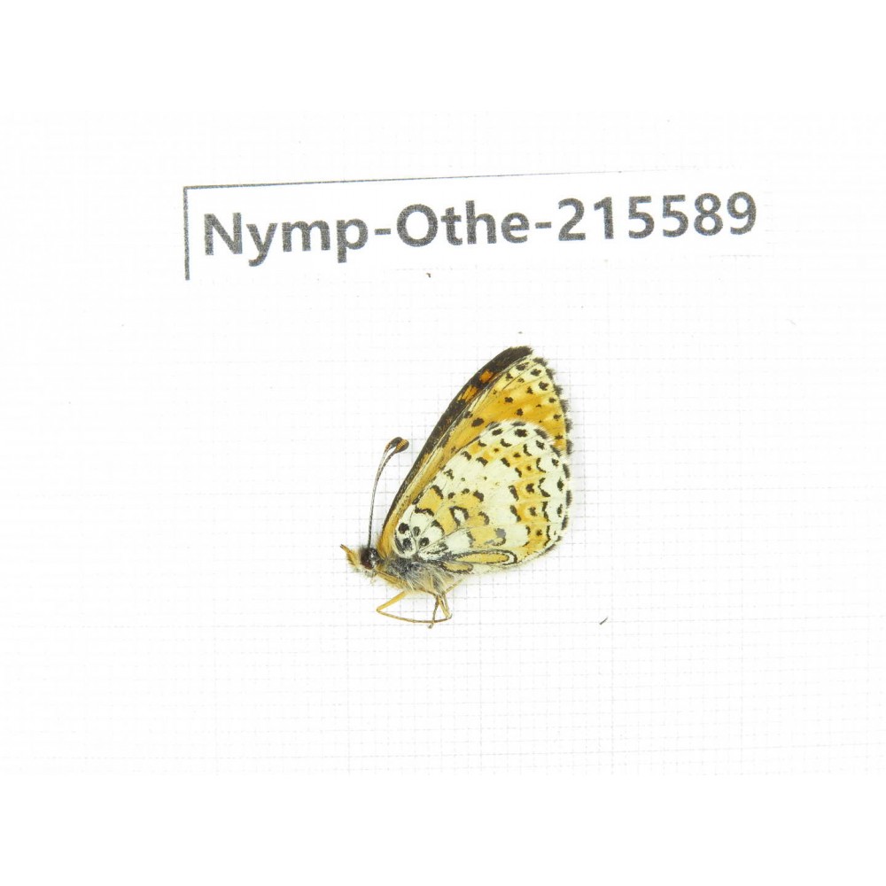 Melitaea yuenty. China, Sichuan, Ganzi area, Litang county. 1M. Nymp-Othe-215589.