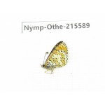 Melitaea yuenty. China, Sichuan, Ganzi area, Litang county. 1M. Nymp-Othe-215589.