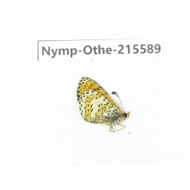 Melitaea yuenty. China, Sichuan, Ganzi area, Litang county. 1M. Nymp-Othe-215589.
