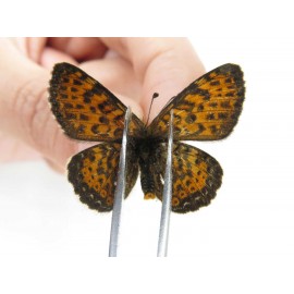 Melitaea yuenty. China, Sichuan, Ganzi area, Litang county. 1M. Nymp-Othe-215589.