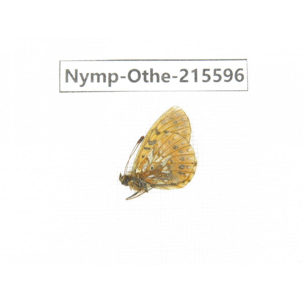 Clossiana gong ssp. China, Sichuan, Ganzi area, Litang county. 1M. Nymp-Othe-215596.