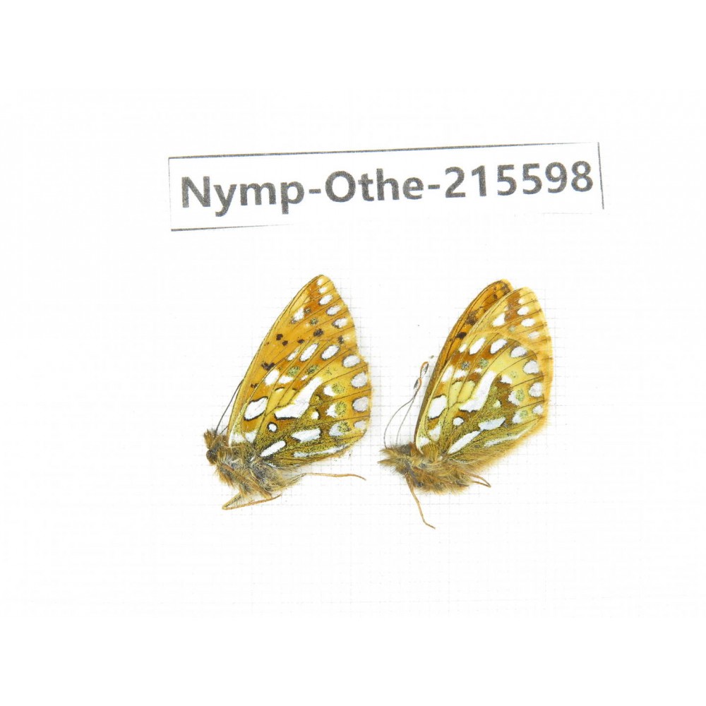 Issoria eugenia. China, Sichuan, Ganzi area, Litang county. 2M. Nymp-Othe-215598.