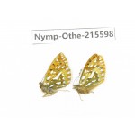 Issoria eugenia. China, Sichuan, Ganzi area, Litang county. 2M. Nymp-Othe-215598.