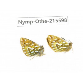 Issoria eugenia. China, Sichuan, Ganzi area, Litang county. 2M. Nymp-Othe-215598.