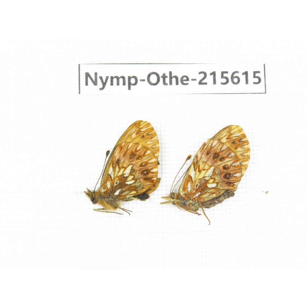 Clossiana gong ssp. China, Sichuan, Ganzi area, Litang county. 1P. Nymp-Othe-215615.