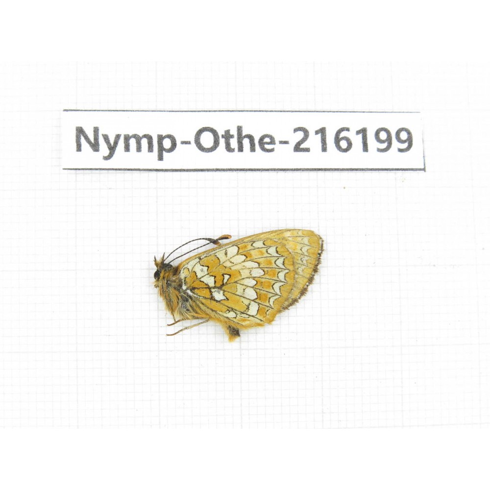 Melitaea sp. China, Sichuan, Ganzi, Daofu county. 1M. Nymp-Othe-216199.