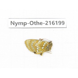 Melitaea sp. China, Sichuan, Ganzi, Daofu county. 1M. Nymp-Othe-216199.