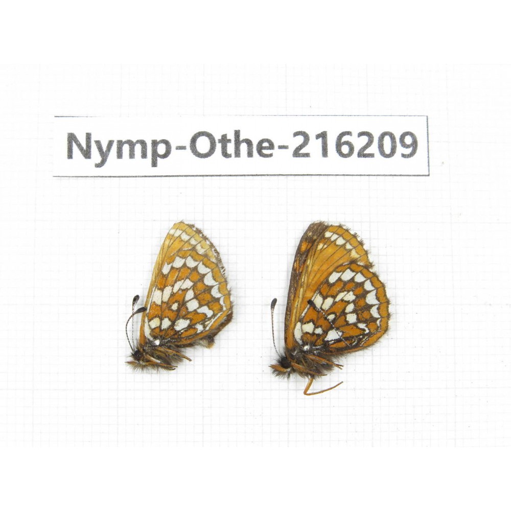 Melitaea leechi. China, Sichuan, Ganzi, Daofu county. 2M. Nymp-Othe-216209.