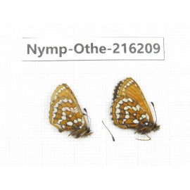 Melitaea leechi. China, Sichuan, Ganzi, Daofu county. 2M. Nymp-Othe-216209.
