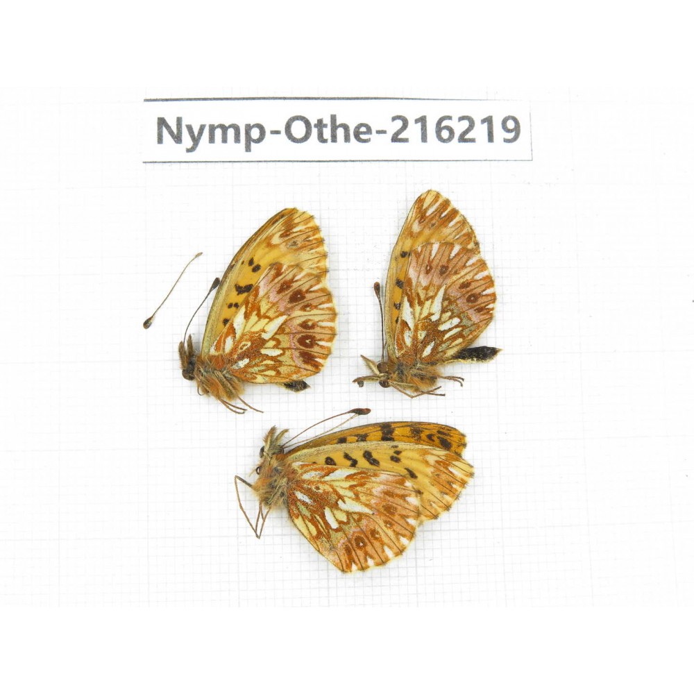 Boloria sp. China, Sichuan, Ganzi, Daofu county. 3M. Nymp-Othe-216219.