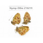 Boloria sp. China, Sichuan, Ganzi, Daofu county. 3M. Nymp-Othe-216219.
