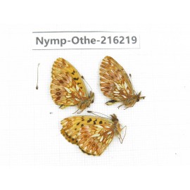 Boloria sp. China, Sichuan, Ganzi, Daofu county. 3M. Nymp-Othe-216219.