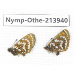 Melitaea leechi. China, Sichuan, Ganzi, Kangding, Mt.Zheduoshan. 2M. Nymp-Othe-213940.