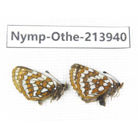 Melitaea leechi. China, Sichuan, Ganzi, Kangding, Mt.Zheduoshan. 2M. Nymp-Othe-213940.