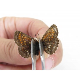 Melitaea leechi. China, Sichuan, Ganzi, Kangding, Mt.Zheduoshan. 2M. Nymp-Othe-213940.