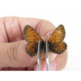 Melitaea leechi. China, Sichuan, Ganzi, Kangding, Mt.Zheduoshan. 2M. Nymp-Othe-213940.