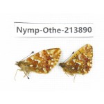 Boloria sp. China, Sichuan, Ganzi, Kangding, Mt.Zheduoshan. 2M. Nymp-Othe-213890.