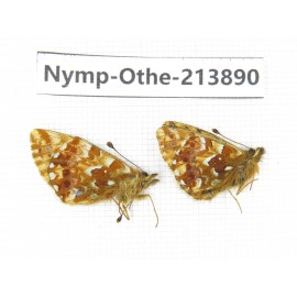 Boloria sp. China, Sichuan, Ganzi, Kangding, Mt.Zheduoshan. 2M. Nymp-Othe-213890.