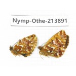 Boloria sp. China, Sichuan, Ganzi, Kangding, Mt.Zheduoshan. 2M. Nymp-Othe-213891.