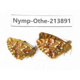 Boloria sp. China, Sichuan, Ganzi, Kangding, Mt.Zheduoshan. 2M. Nymp-Othe-213891.
