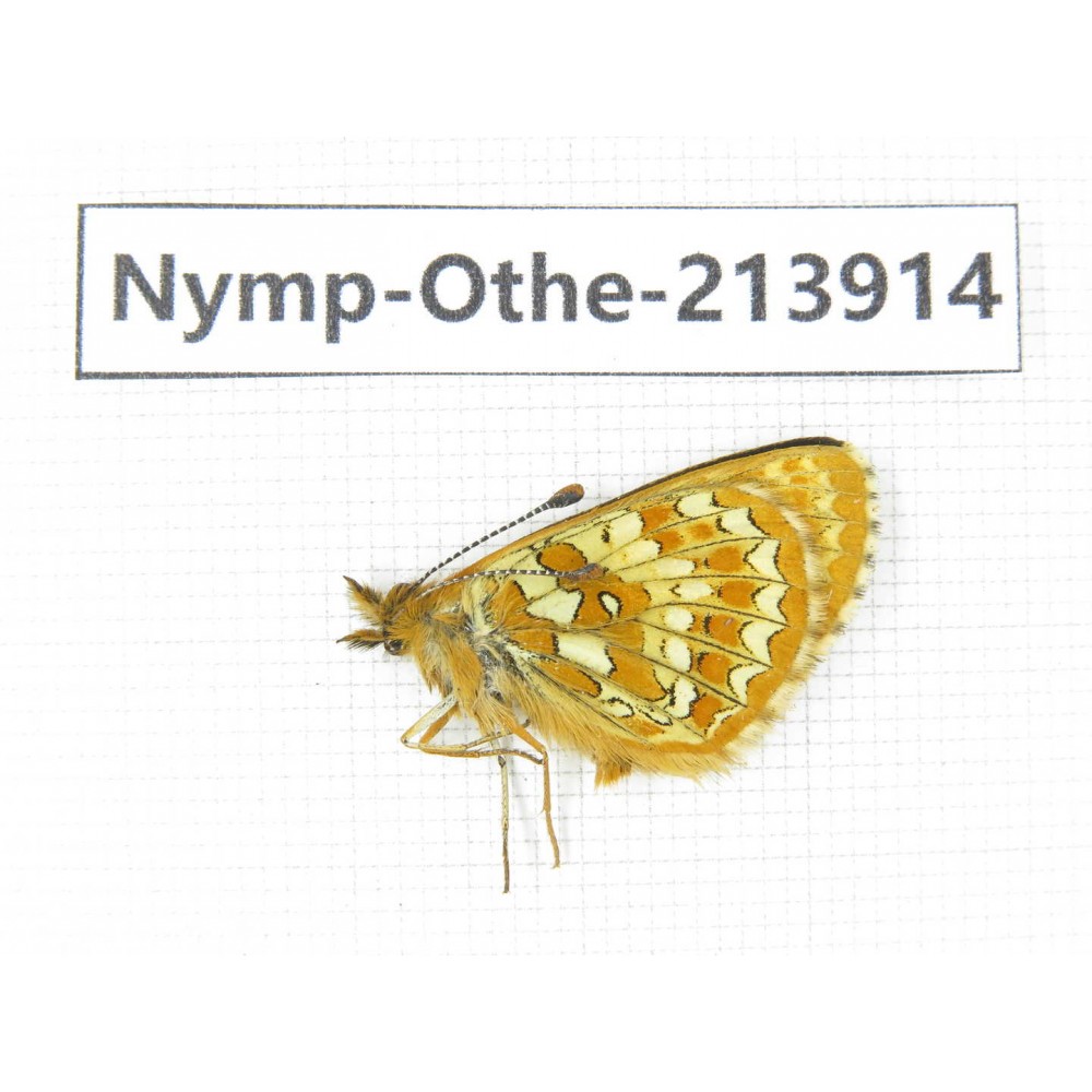 Melitaea jezabel. China, Sichuan, Ganzi, Kangding, Mt.Zheduoshan. 1M. Nymp-Othe-213914.