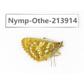Melitaea jezabel. China, Sichuan, Ganzi, Kangding, Mt.Zheduoshan. 1M. Nymp-Othe-213914.
