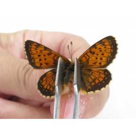 Melitaea jezabel. China, Sichuan, Ganzi, Kangding, Mt.Zheduoshan. 1M. Nymp-Othe-213914.
