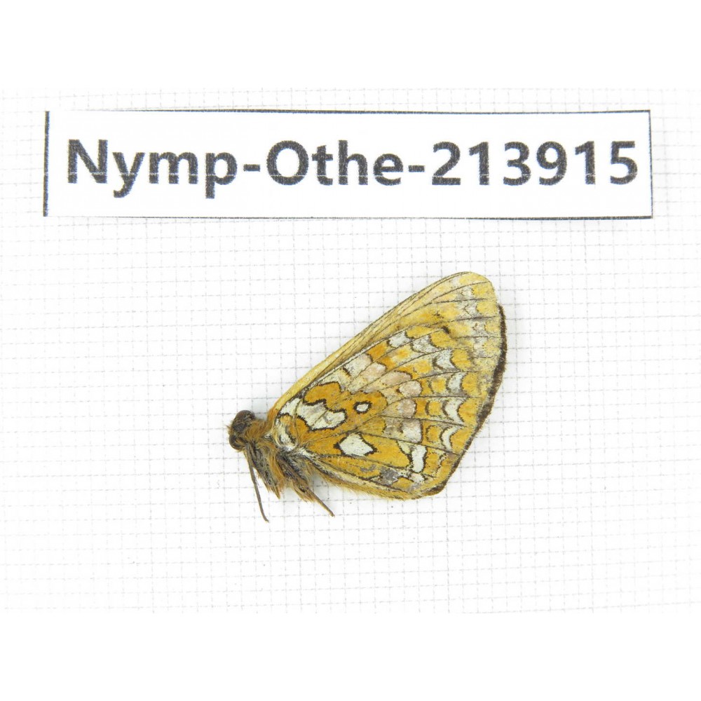 Melitaea jezabel. China, Sichuan, Ganzi, Kangding, Mt.Zheduoshan. 1M. Nymp-Othe-213915.