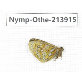 Melitaea jezabel. China, Sichuan, Ganzi, Kangding, Mt.Zheduoshan. 1M. Nymp-Othe-213915.
