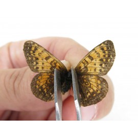Melitaea jezabel. China, Sichuan, Ganzi, Kangding, Mt.Zheduoshan. 1M. Nymp-Othe-213915.