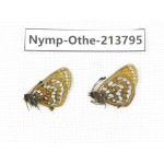 Melitaea leechi. China, Sichuan, Ganzi, Kangding, Tagong town. 2M. Nymp-Othe-213795.