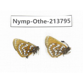 Melitaea leechi. China, Sichuan, Ganzi, Kangding, Tagong town. 2M. Nymp-Othe-213795.