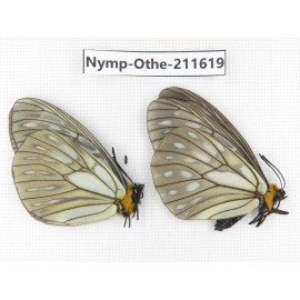 Calinaga davidis ssp. China, Sichuan, Ganzi, S Slop of Mt.Gonggashan. 2M. Nymp-Othe-211619.