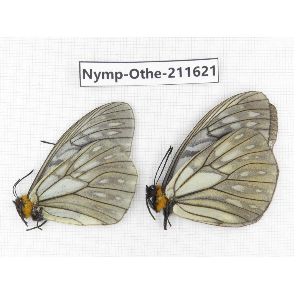 Calinaga davidis ssp. China, Sichuan, Ganzi, S Slop of Mt.Gonggashan. 2M. Nymp-Othe-211621.