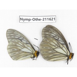 Calinaga davidis ssp. China, Sichuan, Ganzi, S Slop of Mt.Gonggashan. 2M. Nymp-Othe-211621.