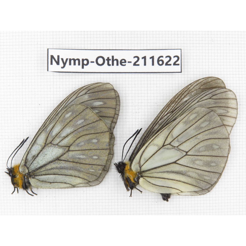 Calinaga davidis ssp. China, Sichuan, Ganzi, S Slop of Mt.Gonggashan. 2M. Nymp-Othe-211622.