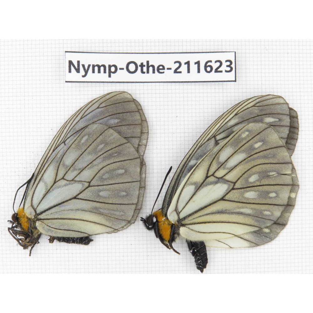 Calinaga davidis ssp. China, Sichuan, Ganzi, S Slop of Mt.Gonggashan. 2M. Nymp-Othe-211623.