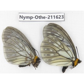 Calinaga davidis ssp. China, Sichuan, Ganzi, S Slop of Mt.Gonggashan. 2M. Nymp-Othe-211623.