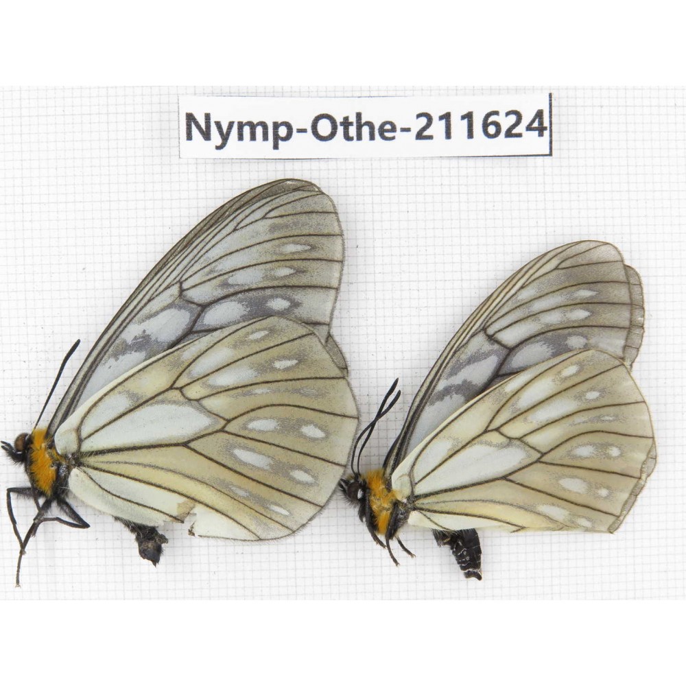 Calinaga davidis ssp. China, Sichuan, Ganzi, S Slop of Mt.Gonggashan. 2M. Nymp-Othe-211624.
