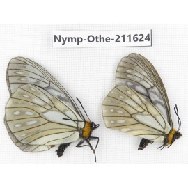 Calinaga davidis ssp. China, Sichuan, Ganzi, S Slop of Mt.Gonggashan. 2M. Nymp-Othe-211624.