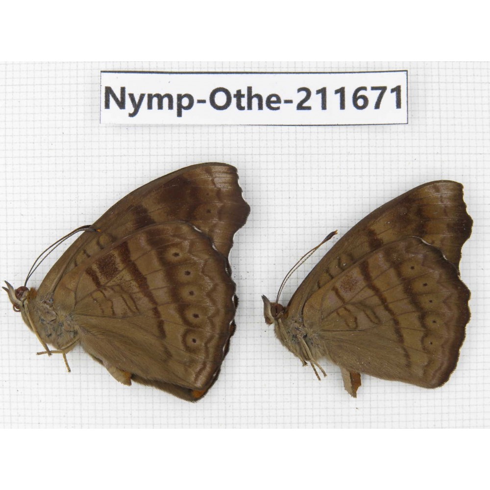 Pseudergolis wedah. China, Sichuan, Ganzi, S Slop of Mt.Gonggashan. 2M. Nymp-Othe-211671.
