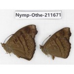 Pseudergolis wedah. China, Sichuan, Ganzi, S Slop of Mt.Gonggashan. 2M. Nymp-Othe-211671.