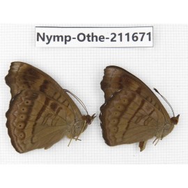 Pseudergolis wedah. China, Sichuan, Ganzi, S Slop of Mt.Gonggashan. 2M. Nymp-Othe-211671.