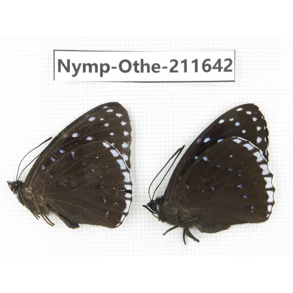Stibochiona nicea ssp. China, Sichuan, Ganzi, S Slop of Mt.Gonggashan. 2M. Nymp-Othe-211642.