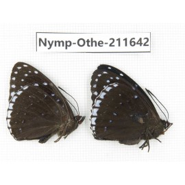 Stibochiona nicea ssp. China, Sichuan, Ganzi, S Slop of Mt.Gonggashan. 2M. Nymp-Othe-211642.