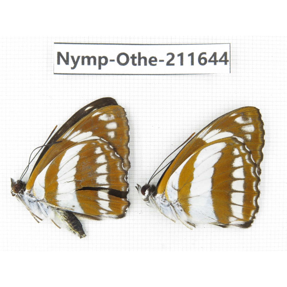 Athyma orientalis ssp. China, Sichuan, Ganzi, S Slop of Mt.Gonggashan. 2M. Nymp-Othe-211644.